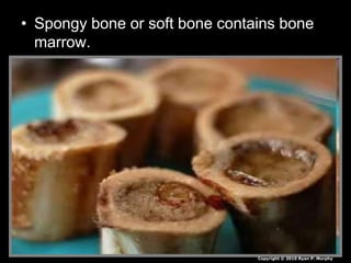 • Spongy bone or soft bone contains bone
marrow.
Copyright © 2010 Ryan P. Murphy
 