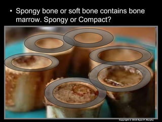 • Spongy bone or soft bone contains bone
marrow. Spongy or Compact?
Copyright © 2010 Ryan P. Murphy
 