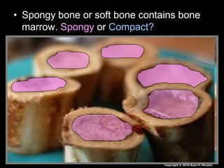 • Spongy bone or soft bone contains bone
marrow. Spongy or Compact?
Copyright © 2010 Ryan P. Murphy
 