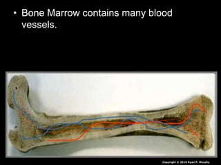 • Bone Marrow contains many blood
vessels.
Copyright © 2010 Ryan P. Murphy
 