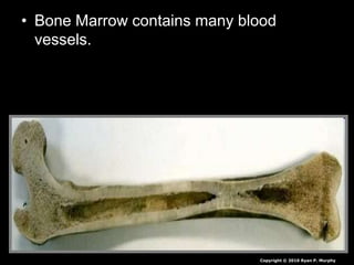 • Bone Marrow contains many blood
vessels.
Copyright © 2010 Ryan P. Murphy
 