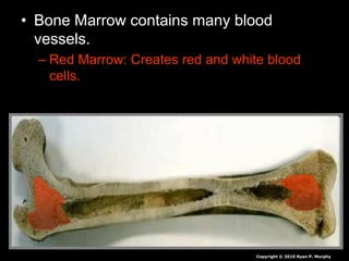 • Bone Marrow contains many blood
vessels.
– Red Marrow: Creates red and white blood
cells.
Copyright © 2010 Ryan P. Murphy
 