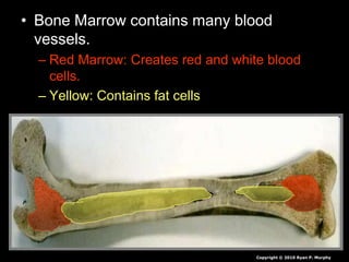 • Bone Marrow contains many blood
vessels.
– Red Marrow: Creates red and white blood
cells.
– Yellow: Contains fat cells
Copyright © 2010 Ryan P. Murphy
 
