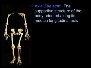 • Axial Skeleton: The
supportive structure of the
body oriented along its
median longitudinal axis
 