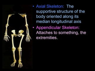• Axial Skeleton: The
supportive structure of the
body oriented along its
median longitudinal axis
• Appendicular Skeleton:
Attaches to something, the
extremities.
 