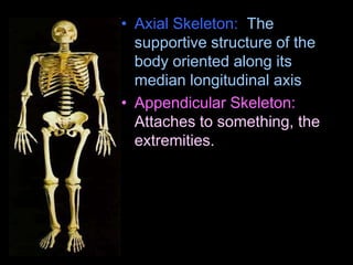 • Axial Skeleton: The
supportive structure of the
body oriented along its
median longitudinal axis
• Appendicular Skeleton:
Attaches to something, the
extremities.
 