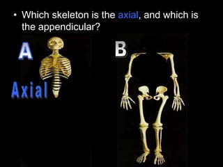 • Which skeleton is the axial, and which is
the appendicular?
 