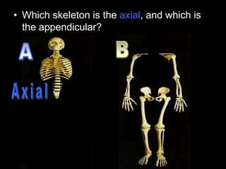 • Which skeleton is the axial, and which is
the appendicular?
 