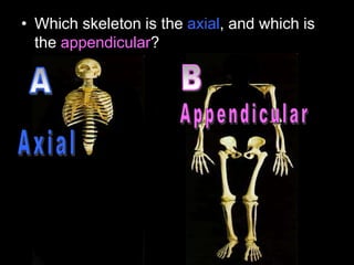 • Which skeleton is the axial, and which is
the appendicular?
 