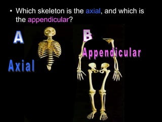 • Which skeleton is the axial, and which is
the appendicular?
 