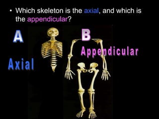 • Which skeleton is the axial, and which is
the appendicular?
 