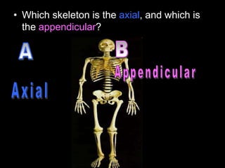 • Which skeleton is the axial, and which is
the appendicular?
 