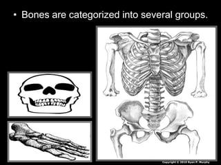 • Bones are categorized into several groups.
Copyright © 2010 Ryan P. Murphy
 