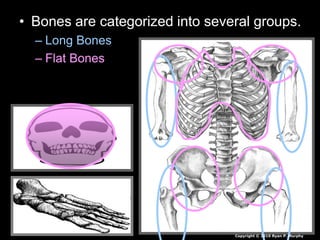 • Bones are categorized into several groups.
– Long Bones
– Flat Bones
Copyright © 2010 Ryan P. Murphy
 
