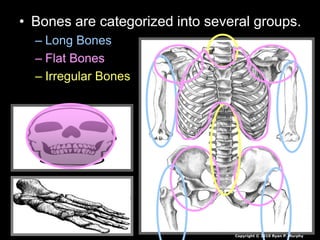 • Bones are categorized into several groups.
– Long Bones
– Flat Bones
– Irregular Bones
Copyright © 2010 Ryan P. Murphy
 