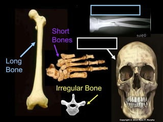 Long
Bone
Short
Bones
Irregular Bone
Flat Bones
Long Bone
Copyright © 2010 Ryan P. Murphy
 