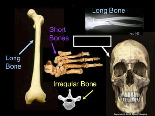 Long
Bone
Short
Bones
Irregular Bone
Flat Bones
Long Bone
Copyright © 2010 Ryan P. Murphy
 