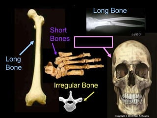 Long
Bone
Short
Bones
Irregular Bone
Flat Bones
Long Bone
Copyright © 2010 Ryan P. Murphy
 