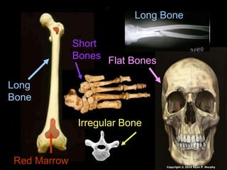 Long
Bone
Short
Bones
Irregular Bone
Flat Bones
Long Bone
Red Marrow Copyright © 2010 Ryan P. Murphy
 