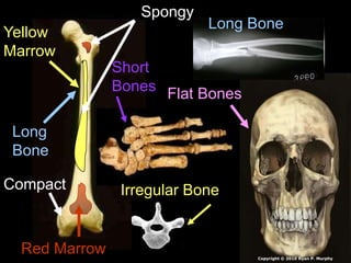Long
Bone
Short
Bones
Irregular Bone
Flat Bones
Long Bone
Red Marrow
Yellow
Marrow
Spongy
Compact
Copyright © 2010 Ryan P. Murphy
 