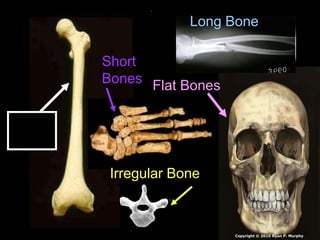 Long
Bone
Short
Bones
Irregular Bone
Flat Bones
Long Bone
Copyright © 2010 Ryan P. Murphy
 