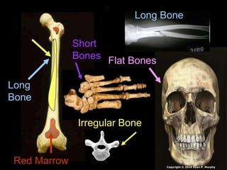 Long
Bone
Short
Bones
Irregular Bone
Flat Bones
Long Bone
Red Marrow Copyright © 2010 Ryan P. Murphy
 