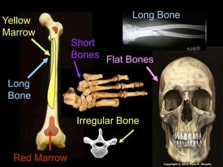 Long
Bone
Short
Bones
Irregular Bone
Flat Bones
Long Bone
Red Marrow
Yellow
Marrow
Copyright © 2010 Ryan P. Murphy
 
