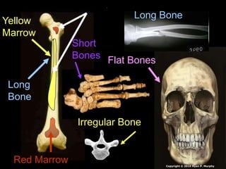 Long
Bone
Short
Bones
Irregular Bone
Flat Bones
Long Bone
Red Marrow
Yellow
Marrow
Copyright © 2010 Ryan P. Murphy
 