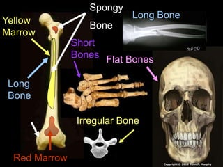 Long
Bone
Short
Bones
Irregular Bone
Flat Bones
Long Bone
Red Marrow
Yellow
Marrow
Spongy
Bone
Copyright © 2010 Ryan P. Murphy
 