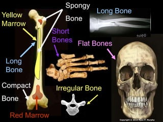 Long
Bone
Short
Bones
Irregular Bone
Flat Bones
Long Bone
Red Marrow
Yellow
Marrow
Spongy
Bone
Compact
Bone
Copyright © 2010 Ryan P. Murphy
 