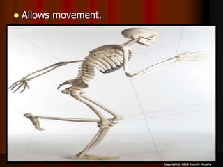  Allows movement.
Copyright © 2010 Ryan P. Murphy
 