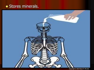  Stores minerals.
Copyright © 2010 Ryan P. Murphy
 