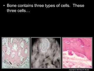 • Bone contains three types of cells. These
three cells…
Copyright © 2010 Ryan P. Murphy
 