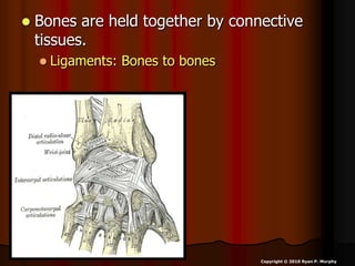  Bones are held together by connective
tissues.
 Ligaments: Bones to bones
Copyright © 2010 Ryan P. Murphy
 