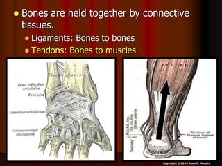  Bones are held together by connective
tissues.
 Ligaments: Bones to bones
 Tendons: Bones to muscles
Copyright © 2010 Ryan P. Murphy
 