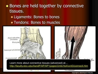  Bones are held together by connective
tissues.
 Ligaments: Bones to bones
 Tendons: Bones to muscles
Copyright © 2010 Ryan P. Murphy
Learn more about connective tissues (advanced) at…
http://faculty.stcc.edu/AandP/AP/AP1pages/Units1to4/unit3/connecti.htm
 