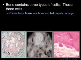 • Bone contains three types of cells. These
three cells…
– Osteoblasts: Make new bone and help repair damage.
Copyright © 2010 Ryan P. Murphy
 