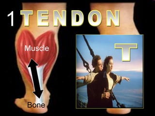 1
Muscle
Bone
 