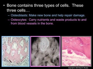 • Bone contains three types of cells. These
three cells…
– Osteoblasts: Make new bone and help repair damage.
– Osteocytes: Carry nutrients and waste products to and
from blood vessels in the bone.
Copyright © 2010 Ryan P. Murphy
 