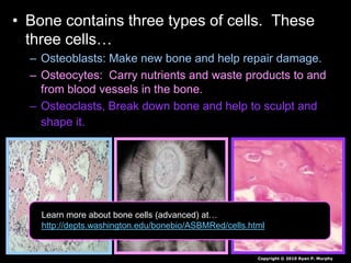 • Bone contains three types of cells. These
three cells…
– Osteoblasts: Make new bone and help repair damage.
– Osteocytes: Carry nutrients and waste products to and
from blood vessels in the bone.
– Osteoclasts, Break down bone and help to sculpt and
shape it.
Copyright © 2010 Ryan P. Murphy
Learn more about bone cells (advanced) at…
http://depts.washington.edu/bonebio/ASBMRed/cells.html
 