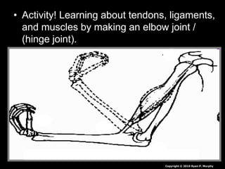 • Activity! Learning about tendons, ligaments,
and muscles by making an elbow joint /
(hinge joint).
Copyright © 2010 Ryan P. Murphy
 