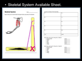 • Skeletal System Available Sheet.
 