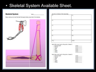 • Skeletal System Available Sheet.
 