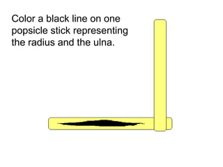 Color a black line on one
popsicle stick representing
the radius and the ulna.
Copyright © 2010 Ryan P. Murphy
 