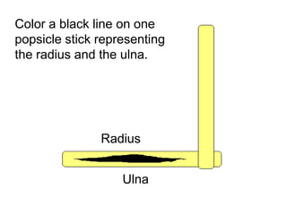 Color a black line on one
popsicle stick representing
the radius and the ulna.
Ulna
Radius
Copyright © 2010 Ryan P. Murphy
 