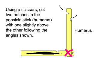 Using a scissors, cut
two notches in the
popsicle stick (humerus)
with one slightly above
the other following the
angles shown.
Humerus
Copyright © 2010 Ryan P. Murphy
 