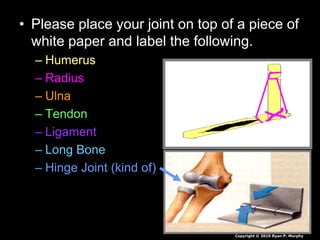 • Please place your joint on top of a piece of
white paper and label the following.
– Humerus
– Radius
– Ulna
– Tendon
– Ligament
– Long Bone
– Hinge Joint (kind of)
Copyright © 2010 Ryan P. Murphy
 