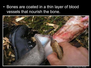 • Bones are coated in a thin layer of blood
vessels that nourish the bone.
Copyright © 2010 Ryan P. Murphy
 