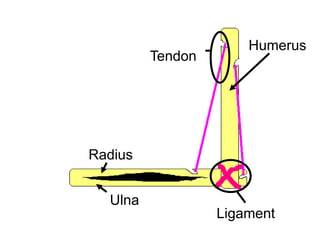 Humerus
Radius
Ulna
Ligament
Tendon
Copyright © 2010 Ryan P. Murphy
 