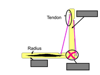 Humerus
Radius
Ulna
Ligament
Tendon
Copyright © 2010 Ryan P. Murphy
 